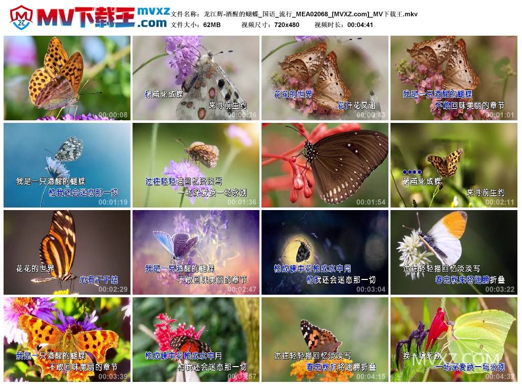 龙江辉-酒醒的蝴蝶_国语_流行_MEA02068